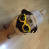Hundegoggles UV-Schutzbrille in 7 Farben für Hunde