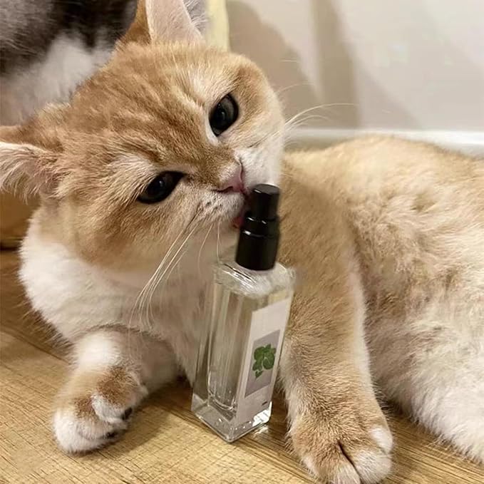 Katzenminze Katzenspray