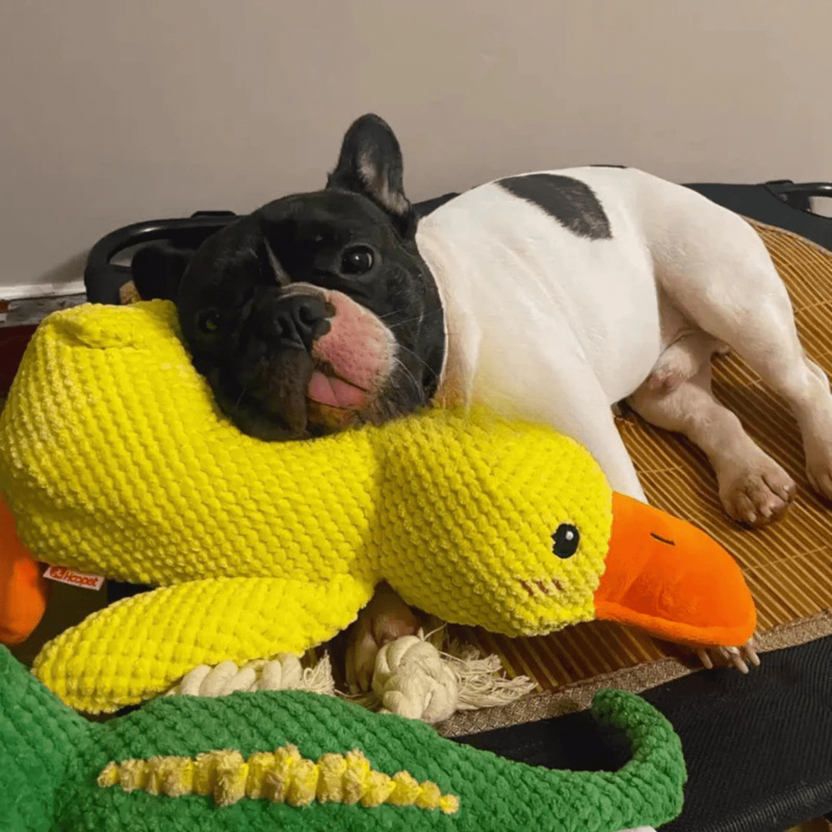FluffieEnte Plüschspielzeug für Hunde | Weiches Quietschspielzeug | Haltbares Kuscheltier | Komfortspielzeug | Hundezubehör