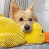 FluffieEnte Plüschspielzeug für Hunde | Weiches Quietschspielzeug | Haltbares Kuscheltier | Komfortspielzeug | Hundezubehör