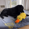 FluffieEnte Plüschspielzeug für Hunde | Weiches Quietschspielzeug | Haltbares Kuscheltier | Komfortspielzeug | Hundezubehör