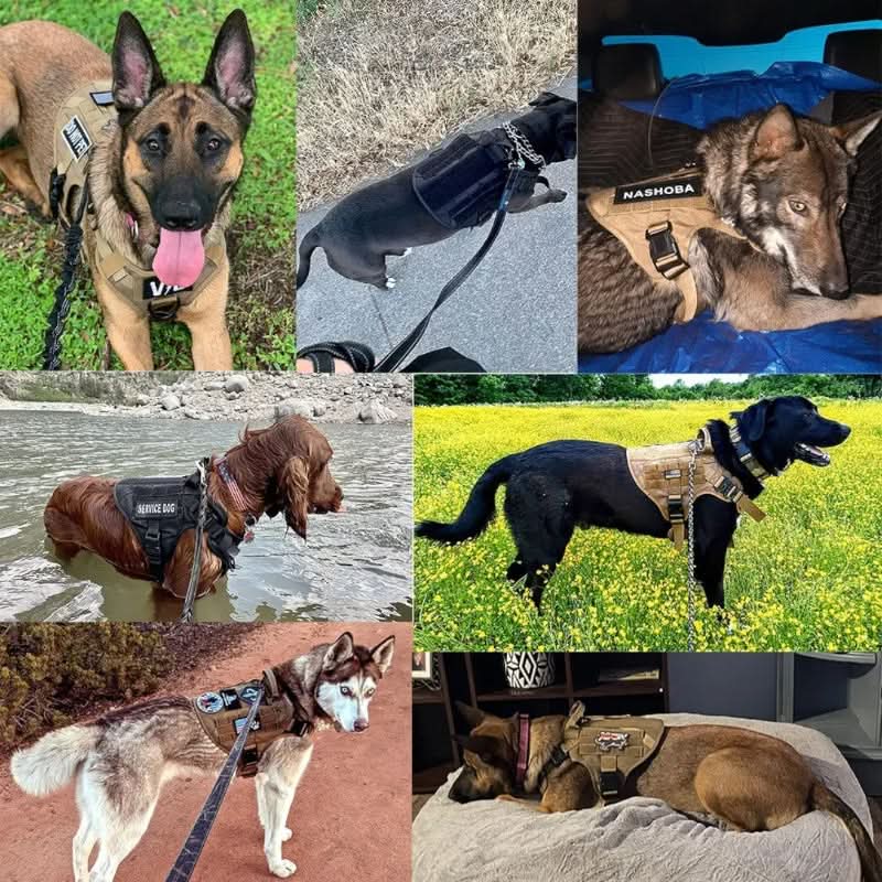 TacticalK9 Hundekabelbaum – Robustes & Komfortables Design für sicheres Training-6