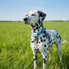 SNOUTRACK – Intelligenter GPS-Haustier-Tracker mit verstellbarem Halsband für Hunde und Katzen 1