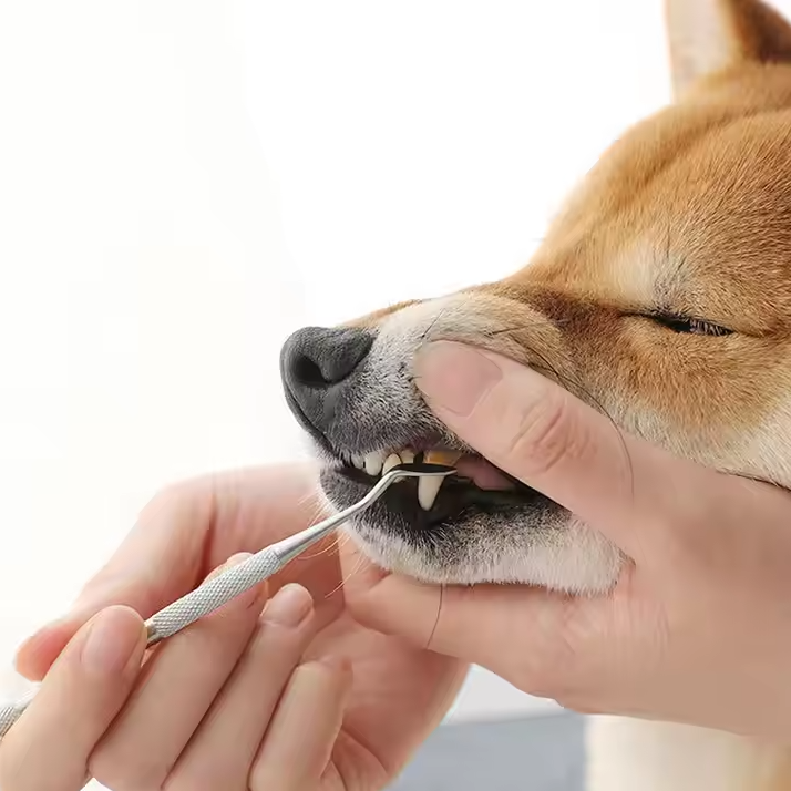 Pet Story Zahnpflege Tool für Haustiere mit Doppelter Spitze