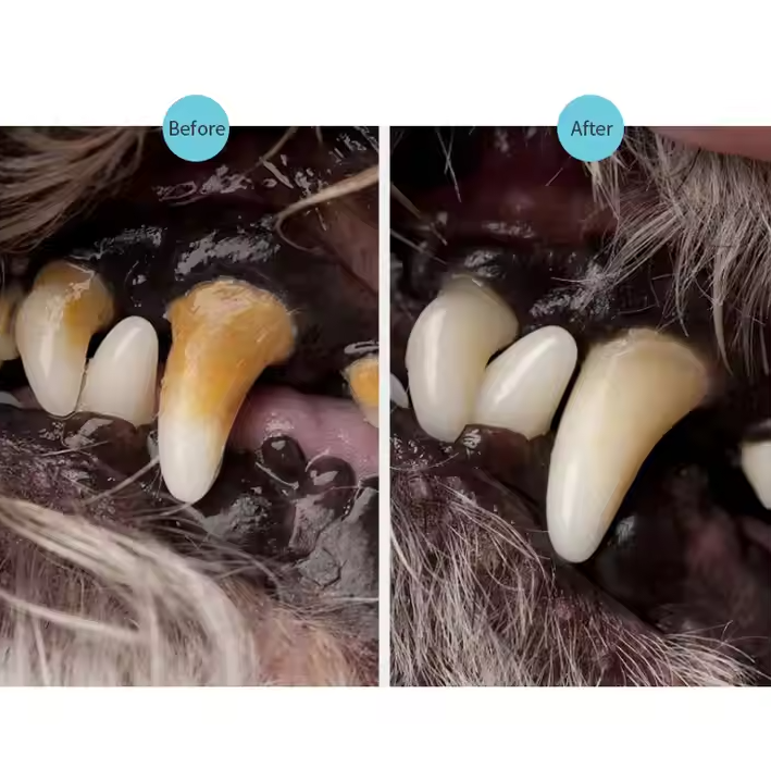 Pet Story Zahnpflege Tool für Haustiere mit Doppelter Spitze