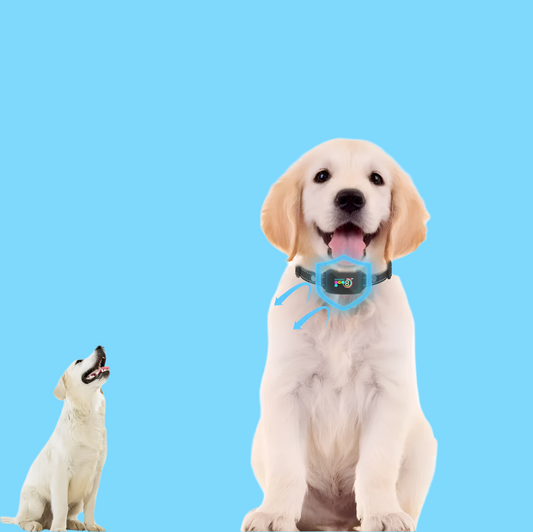 Hundetraining Halsband – 8 Stufen Empfindlichkeit Vibration  Schockmodus