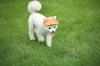 Modische runde Hunde-Kappe